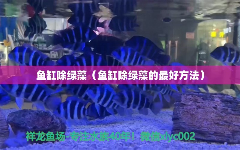 魚(yú)缸除綠藻（魚(yú)缸除綠藻的最好方法）