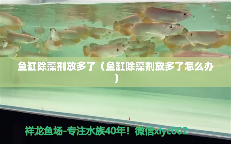 魚缸除藻劑放多了（魚缸除藻劑放多了怎么辦） 祥龍水族醫(yī)院