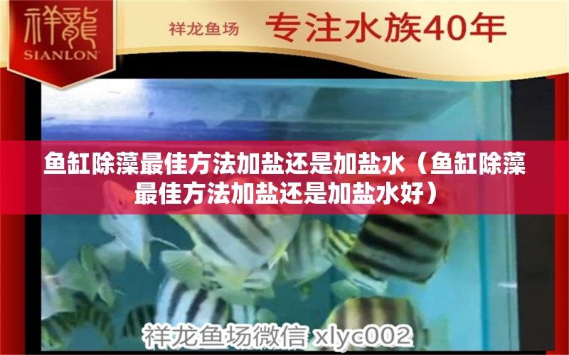 魚缸除藻最佳方法加鹽還是加鹽水（魚缸除藻最佳方法加鹽還是加鹽水好）