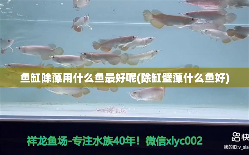 魚(yú)缸除藻用什么魚(yú)最好呢(除缸壁藻什么魚(yú)好)