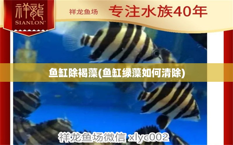 魚(yú)缸除褐藻(魚(yú)缸綠藻如何清除) 祥龍魚(yú)藥系列