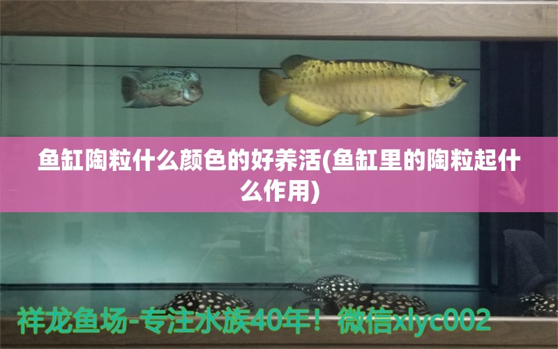 魚缸陶粒什么顏色的好養(yǎng)活(魚缸里的陶粒起什么作用) 過背金龍魚