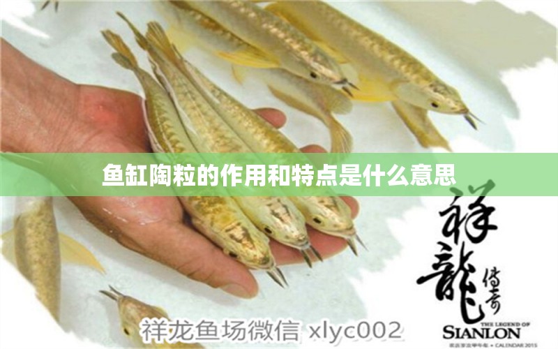 魚缸陶粒的作用和特點是什么意思 熱帶魚魚苗批發(fā)