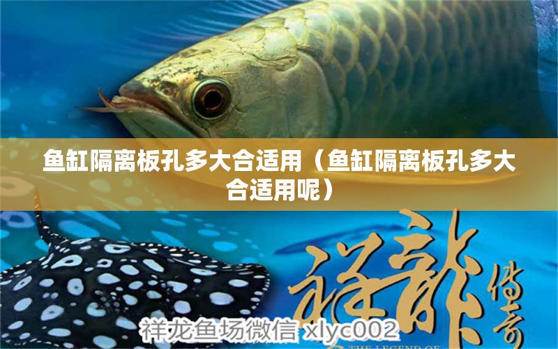 魚缸隔離板孔多大合適用（魚缸隔離板孔多大合適用呢）