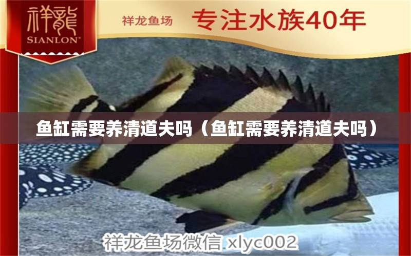 魚缸需要養(yǎng)清道夫嗎（魚缸需要養(yǎng)清道夫嗎） 觀賞魚市場(chǎng)（混養(yǎng)魚）