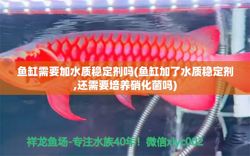 魚缸需要加水質(zhì)穩(wěn)定劑嗎(魚缸加了水質(zhì)穩(wěn)定劑,還需要培養(yǎng)硝化菌嗎) 觀賞魚企業(yè)目錄