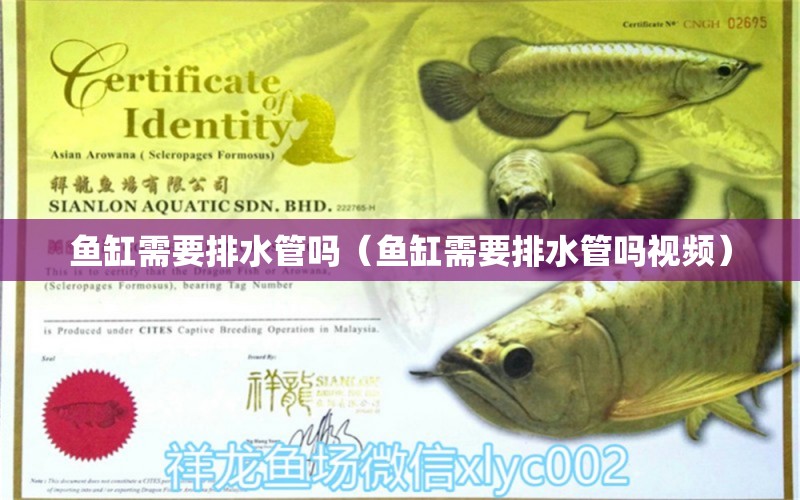 魚缸需要排水管嗎（魚缸需要排水管嗎視頻） 財神鸚鵡魚