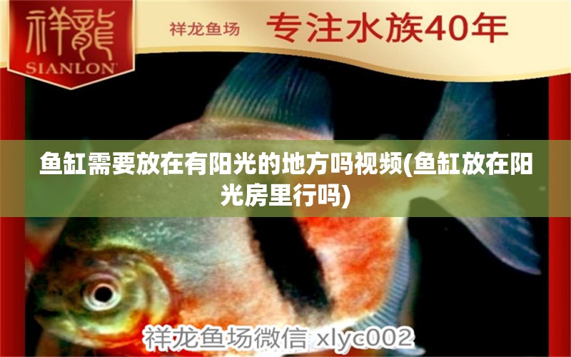 魚缸需要放在有陽(yáng)光的地方嗎視頻(魚缸放在陽(yáng)光房里行嗎) 海象魚