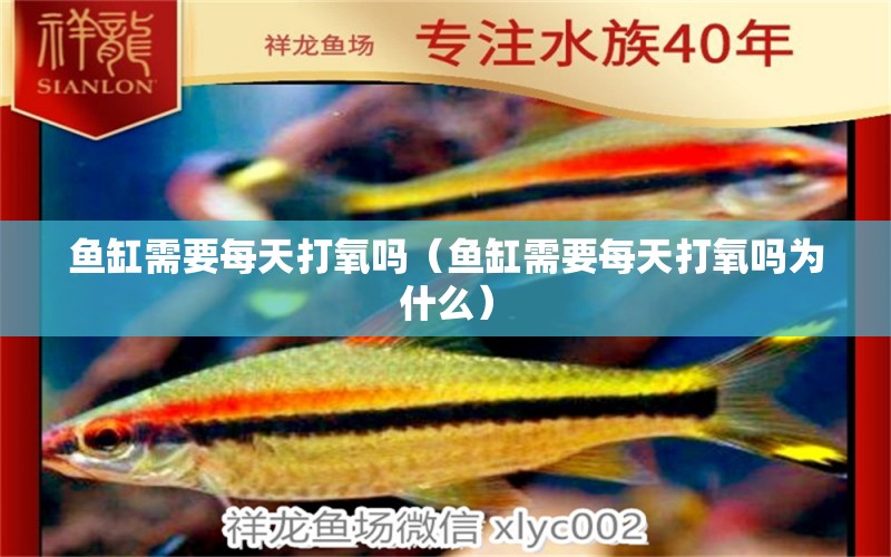 魚缸需要每天打氧嗎（魚缸需要每天打氧嗎為什么）