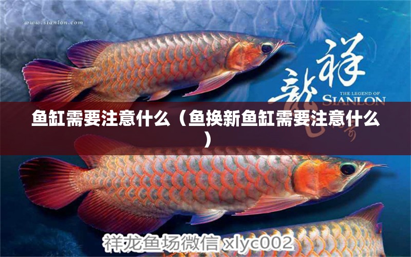 魚(yú)缸需要注意什么（魚(yú)換新魚(yú)缸需要注意什么） 祥龍魚(yú)場(chǎng)