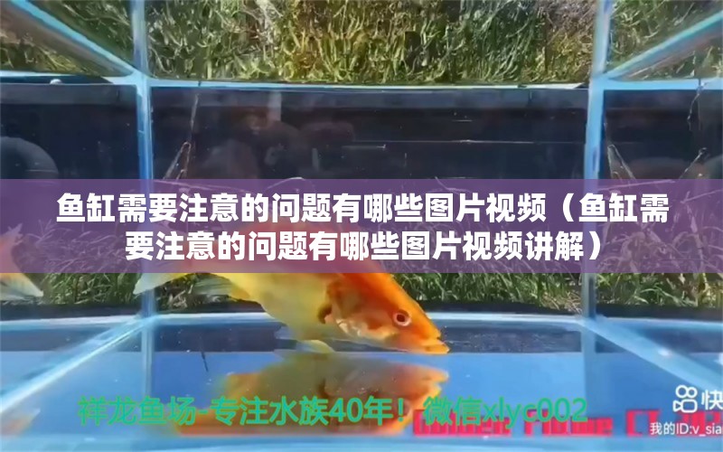 魚缸需要注意的問題有哪些圖片視頻（魚缸需要注意的問題有哪些圖片視頻講解）