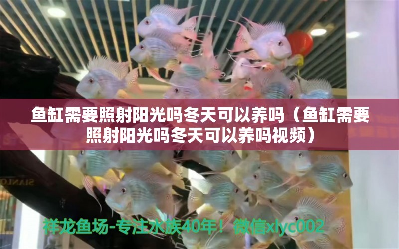 魚缸需要照射陽光嗎冬天可以養(yǎng)嗎（魚缸需要照射陽光嗎冬天可以養(yǎng)嗎視頻） 祥龍水族醫(yī)院