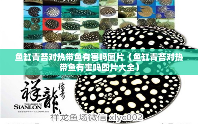 魚(yú)缸青苔對(duì)熱帶魚(yú)有害嗎圖片（魚(yú)缸青苔對(duì)熱帶魚(yú)有害嗎圖片大全） 祥龍水族醫(yī)院