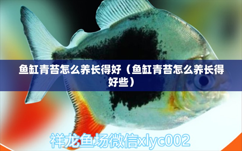 魚缸青苔怎么養(yǎng)長得好（魚缸青苔怎么養(yǎng)長得好些）