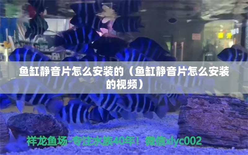 魚缸靜音片怎么安裝的（魚缸靜音片怎么安裝的視頻） 白子銀龍苗（黃化銀龍苗）