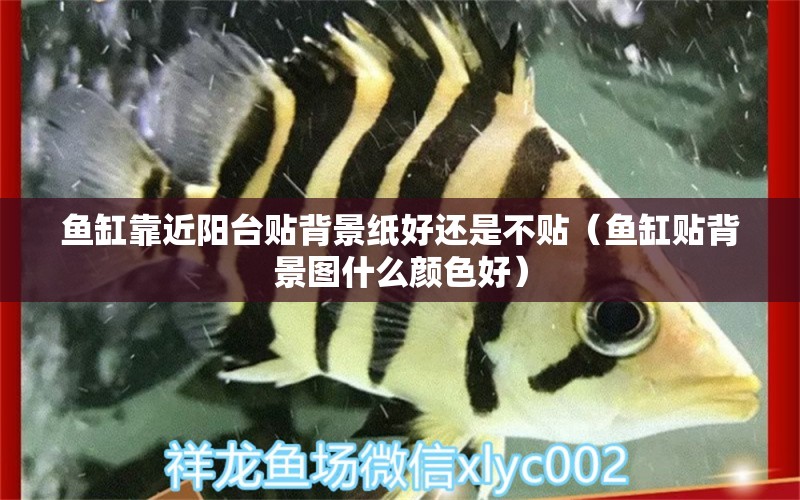 魚(yú)缸靠近陽(yáng)臺(tái)貼背景紙好還是不貼（魚(yú)缸貼背景圖什么顏色好） 祥龍水族醫(yī)院