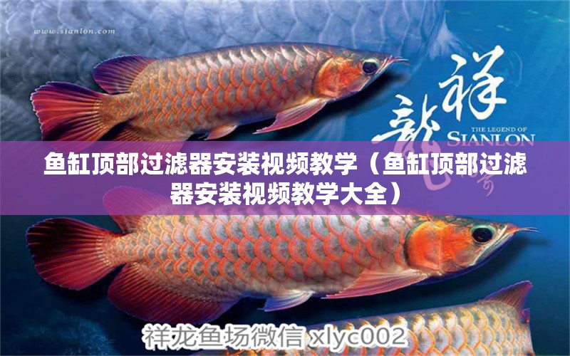 魚缸頂部過濾器安裝視頻教學(xué)（魚缸頂部過濾器安裝視頻教學(xué)大全） 祥龍水族醫(yī)院 第1張