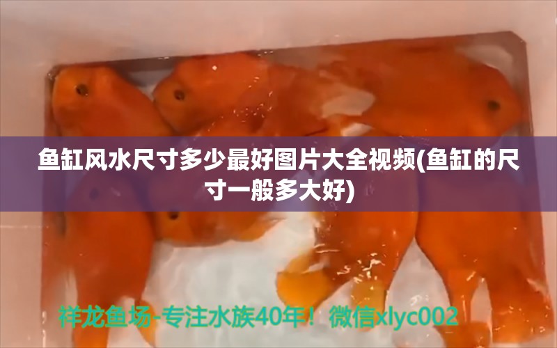 魚缸風(fēng)水尺寸多少最好圖片大全視頻(魚缸的尺寸一般多大好)