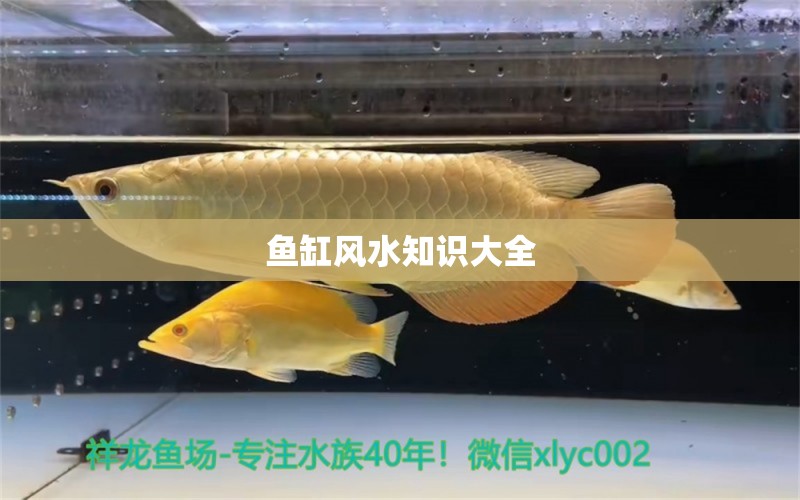 魚缸風(fēng)水知識大全