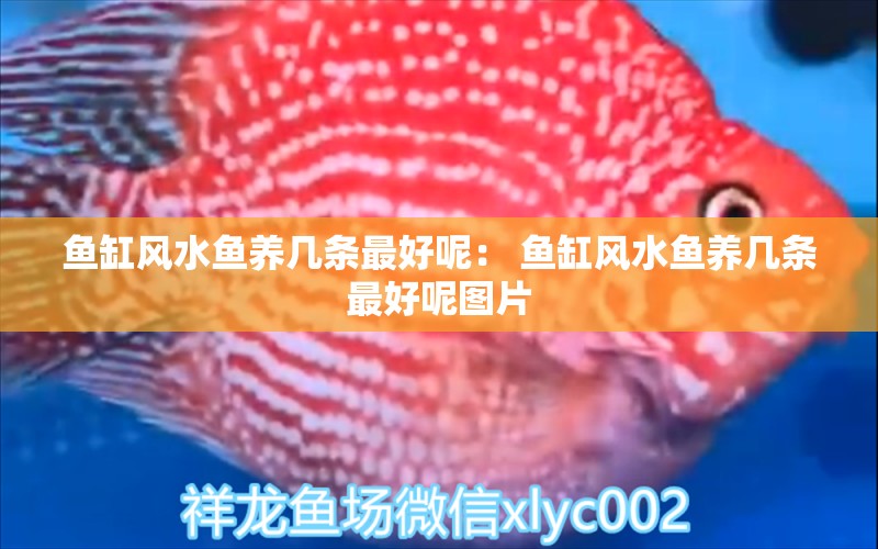 魚缸風(fēng)水魚養(yǎng)幾條最好呢： 魚缸風(fēng)水魚養(yǎng)幾條最好呢圖片 除藻劑