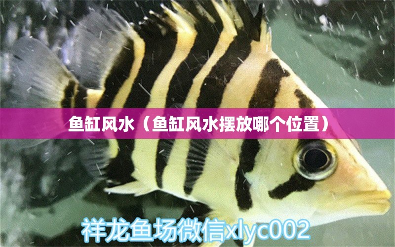 魚缸風水（魚缸風水擺放哪個位置） 魚缸風水