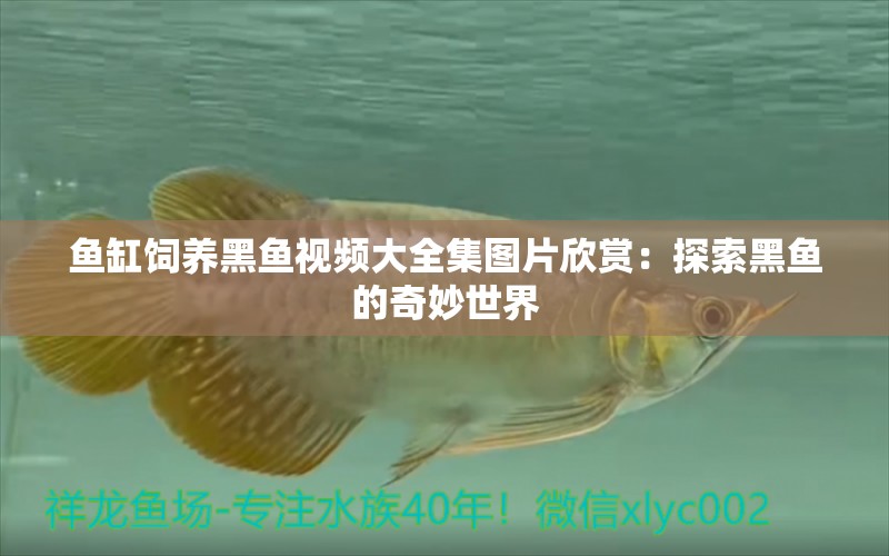 魚缸飼養(yǎng)黑魚視頻大全集圖片欣賞：探索黑魚的奇妙世界