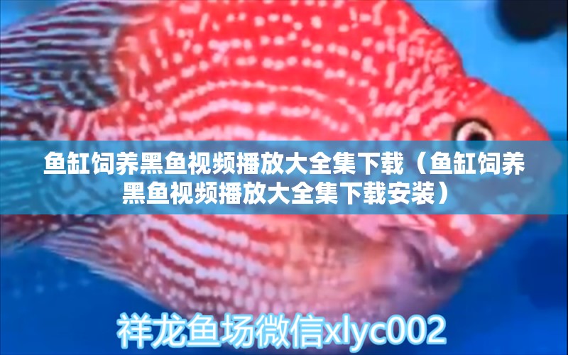 魚缸飼養(yǎng)黑魚視頻播放大全集下載（魚缸飼養(yǎng)黑魚視頻播放大全集下載安裝）