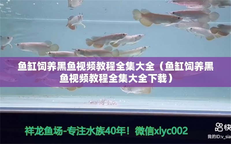 魚缸飼養(yǎng)黑魚視頻教程全集大全（魚缸飼養(yǎng)黑魚視頻教程全集大全下載） 蘇虎苗（蘇門答臘虎魚苗）