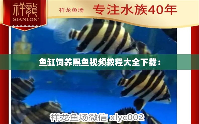 魚缸飼養(yǎng)黑魚視頻教程大全下載：