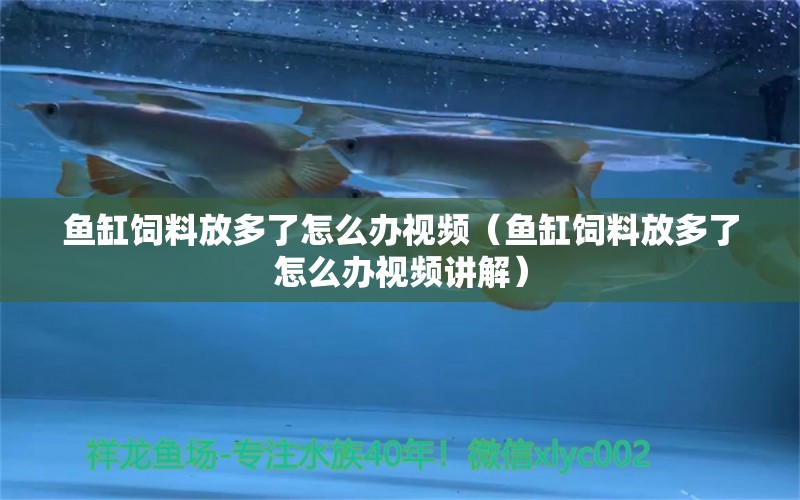 魚缸飼料放多了怎么辦視頻（魚缸飼料放多了怎么辦視頻講解） 龍魚芯片掃碼器