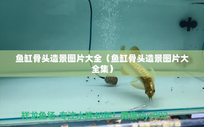 魚缸骨頭造景圖片大全（魚缸骨頭造景圖片大全集） 祥龍水族醫(yī)院