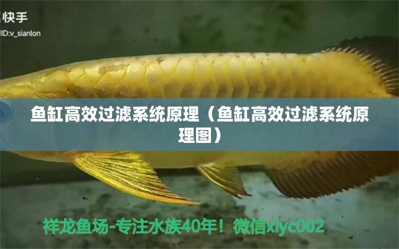 魚缸高效過濾系統(tǒng)原理（魚缸高效過濾系統(tǒng)原理圖） 其他品牌魚缸