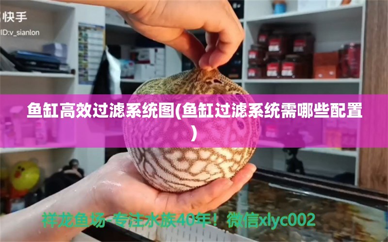 魚缸高效過濾系統(tǒng)圖(魚缸過濾系統(tǒng)需哪些配置) 森森魚缸 第1張