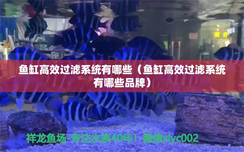 魚缸高效過濾系統(tǒng)有哪些（魚缸高效過濾系統(tǒng)有哪些品牌）