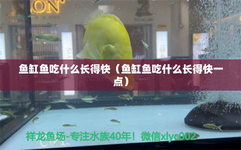 魚缸魚吃什么長(zhǎng)得快（魚缸魚吃什么長(zhǎng)得快一點(diǎn)）