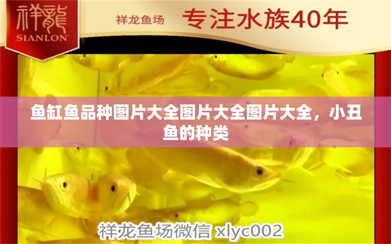 魚缸魚品種圖片大全圖片大全圖片大全，小丑魚的種類 海水魚