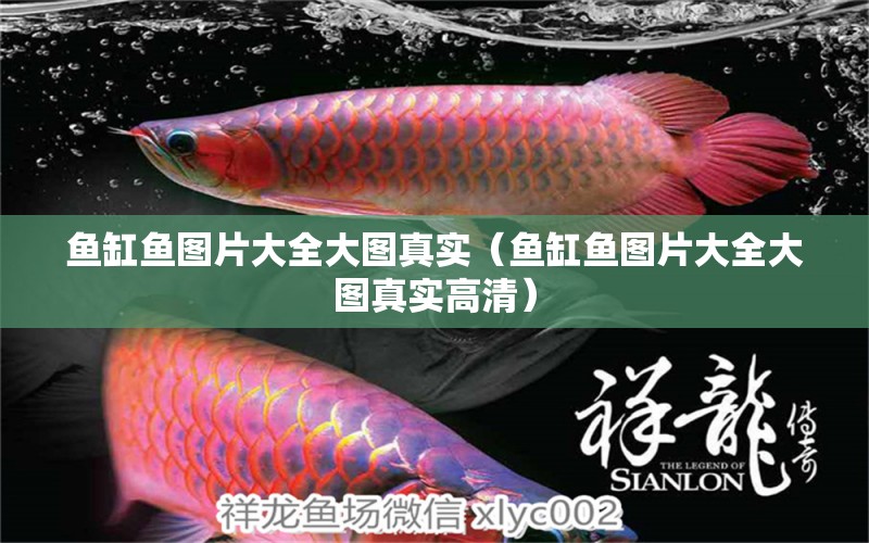 魚缸魚圖片大全大圖真實（魚缸魚圖片大全大圖真實高清）