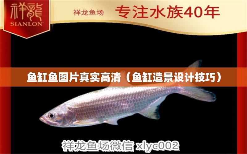 魚缸魚圖片真實高清（魚缸造景設計技巧） 魚缸百科 第1張