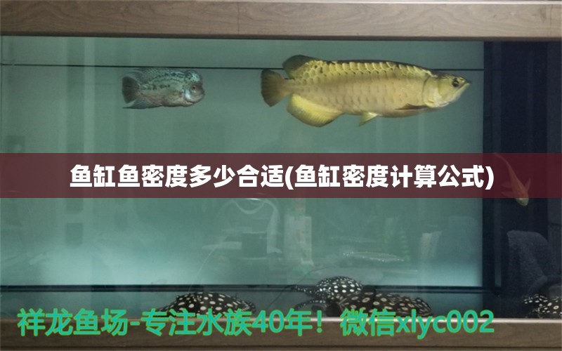 魚(yú)缸魚(yú)密度多少合適(魚(yú)缸密度計(jì)算公式) 金三間魚(yú)