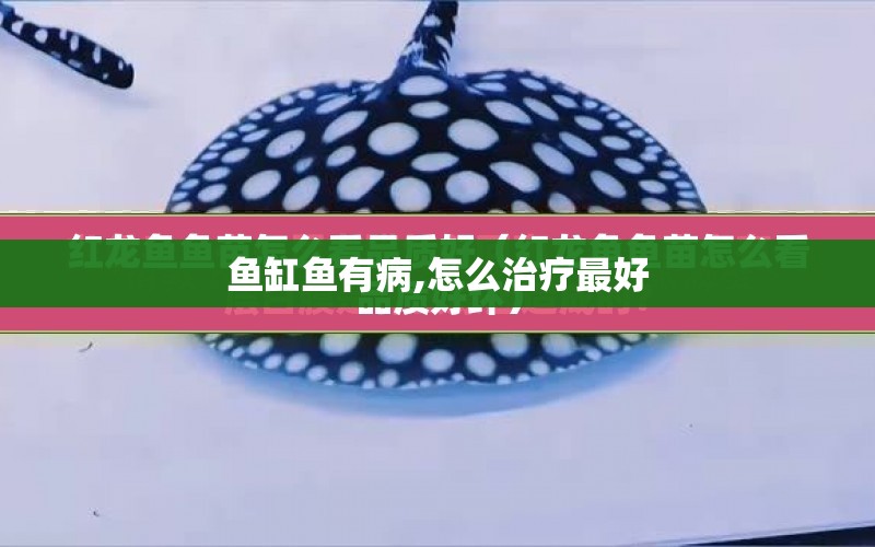 魚缸魚有病,怎么治療最好 水族問答 第1張