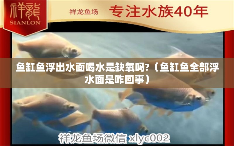 魚缸魚浮出水面喝水是缺氧嗎?（魚缸魚全部浮水面是咋回事）