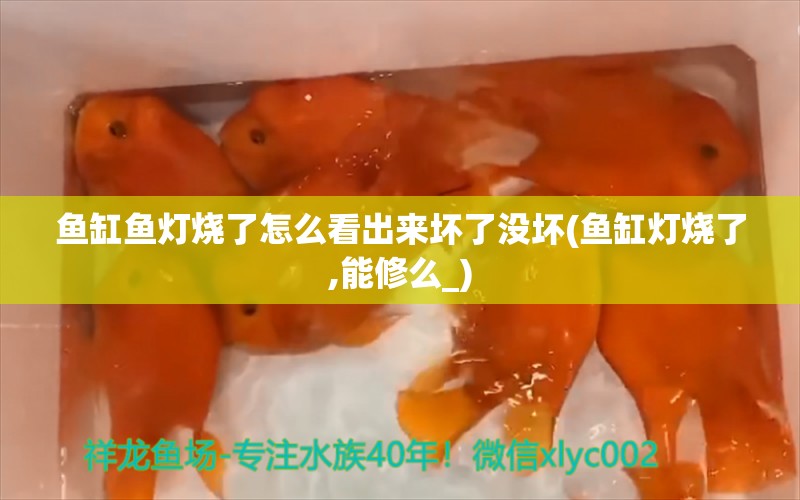 魚缸魚燈燒了怎么看出來壞了沒壞(魚缸燈燒了,能修么_) 祥禾Super Red紅龍魚