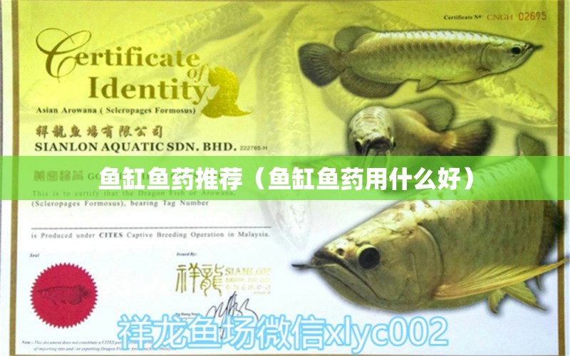 魚(yú)缸魚(yú)藥推薦（魚(yú)缸魚(yú)藥用什么好）