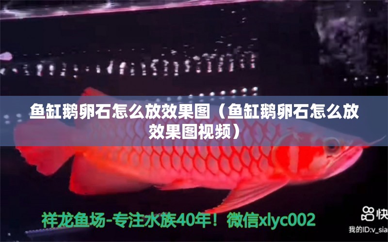 魚缸鵝卵石怎么放效果圖（魚缸鵝卵石怎么放效果圖視頻）