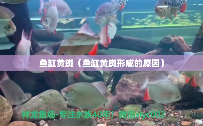 魚缸黃斑（魚缸黃斑形成的原因） 祥龍水族醫(yī)院