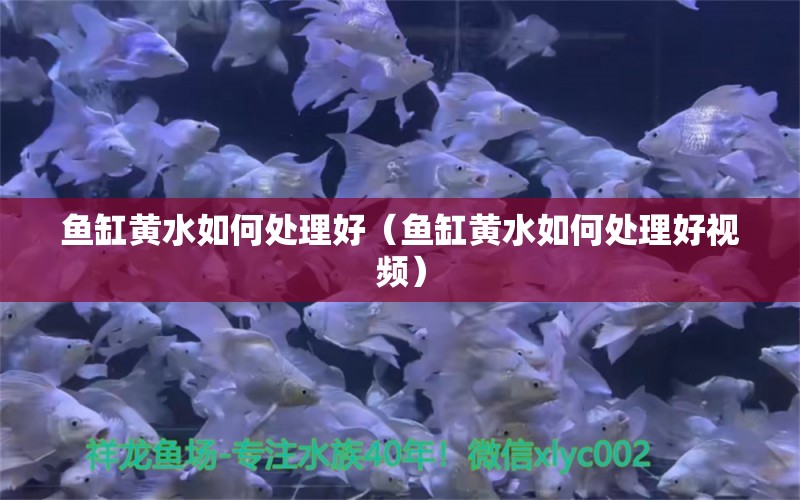 魚缸黃水如何處理好（魚缸黃水如何處理好視頻） 養(yǎng)魚的好處