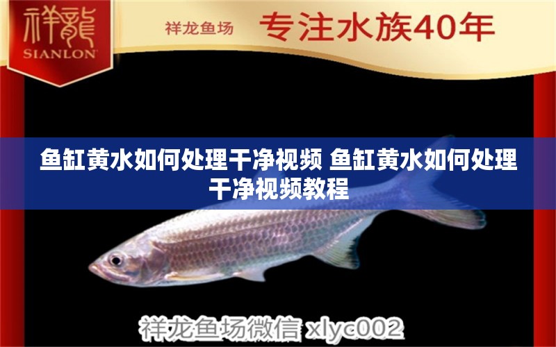 魚缸黃水如何處理干凈視頻 魚缸黃水如何處理干凈視頻教程 觀賞魚 第1張