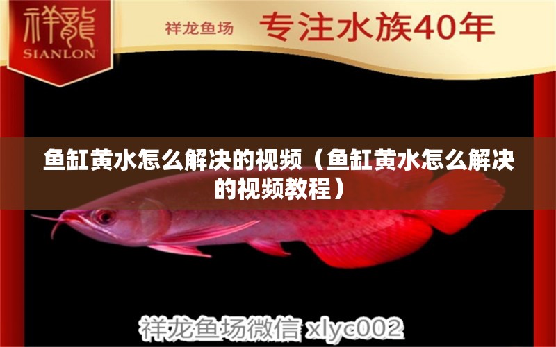 魚缸黃水怎么解決的視頻（魚缸黃水怎么解決的視頻教程） 觀賞魚市場（混養(yǎng)魚）