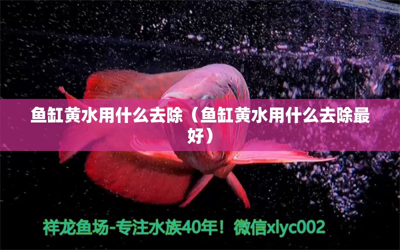 魚缸黃水用什么去除（魚缸黃水用什么去除最好） 鐵甲武士