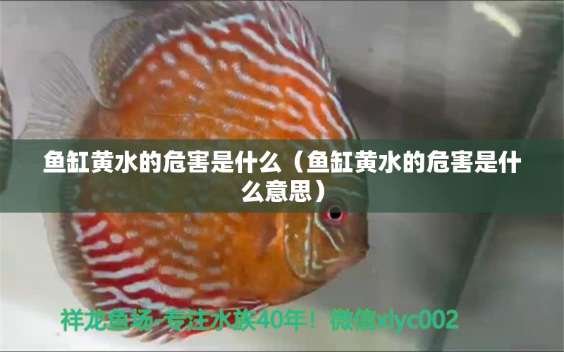 魚缸黃水的危害是什么（魚缸黃水的危害是什么意思） 申古銀版魚